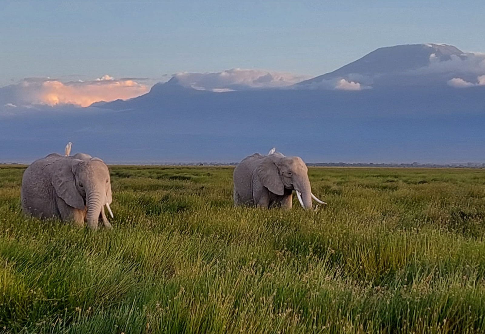 Game drive in Kenya